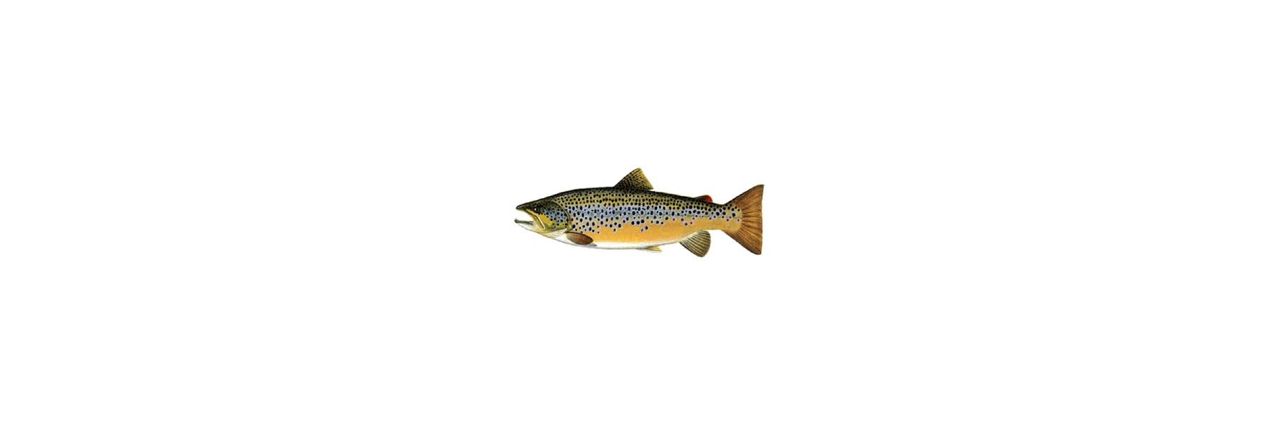  The brown trout (Salmo trutta) is a European...