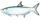 Tarpon