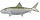 Bonefish