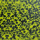 Skinny Skin Mottled Yellow