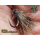 Magic Quill M