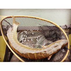 Pesca mosca servisio Guiding in Belly Boat