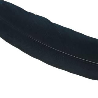 Condor Large Quill Schwarz