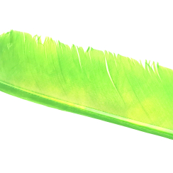 Condor Large Quill Chartreuse