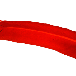 Condor Large Quill Rot