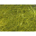 Light Olive