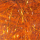 Hot Orange